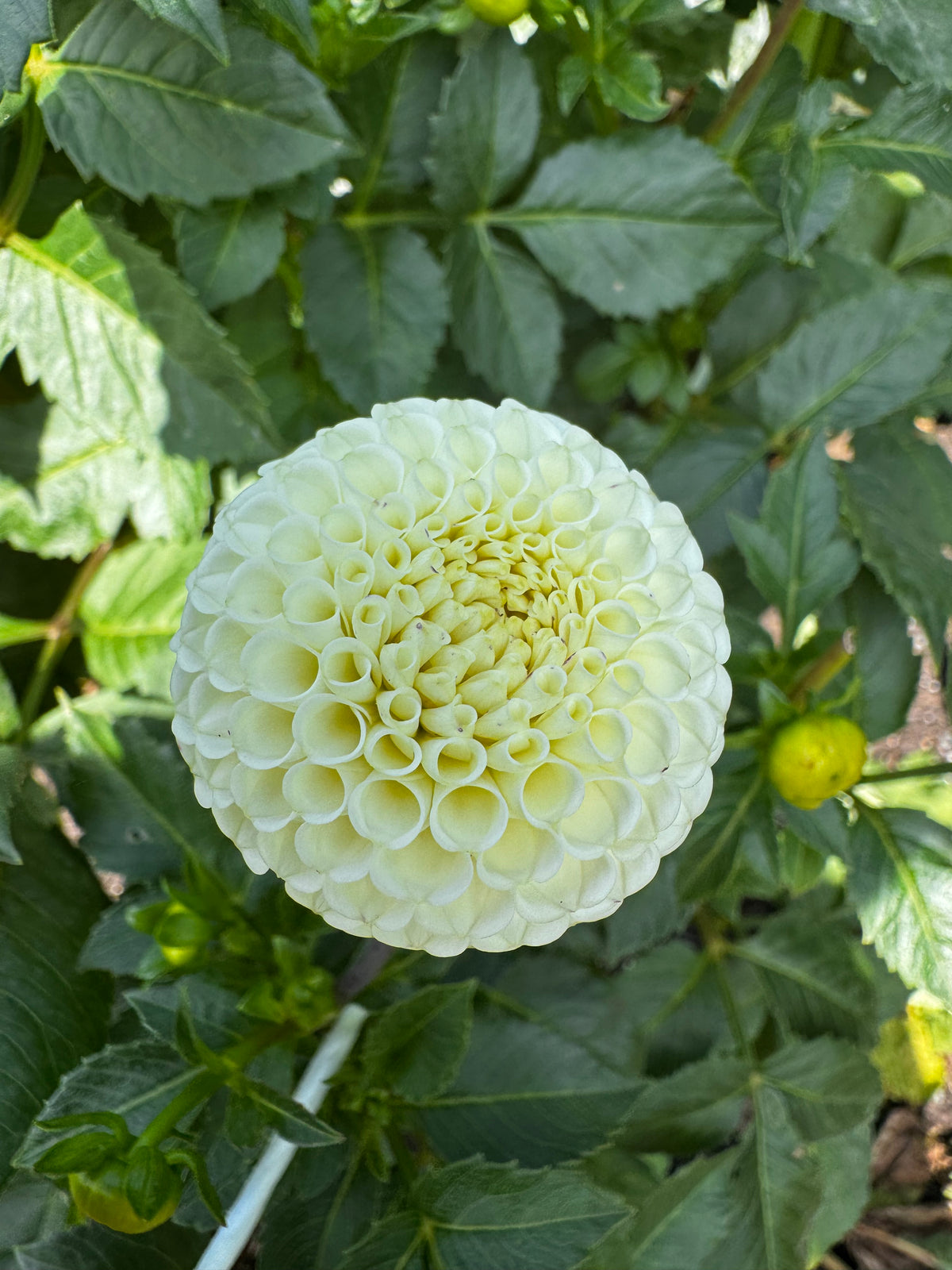 Bowen Dahlia Tuber