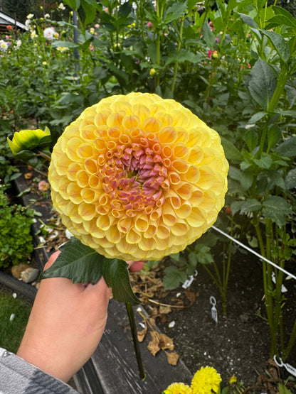 20th Ave Gwen dahlia tuber