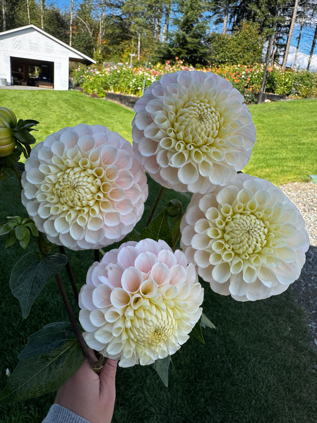 20th Ave Memory Dahlia Tuber