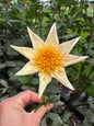 Bloomquist Ginger dahlia tuber