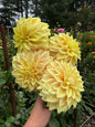 ALOA Malaika dahlia tuber