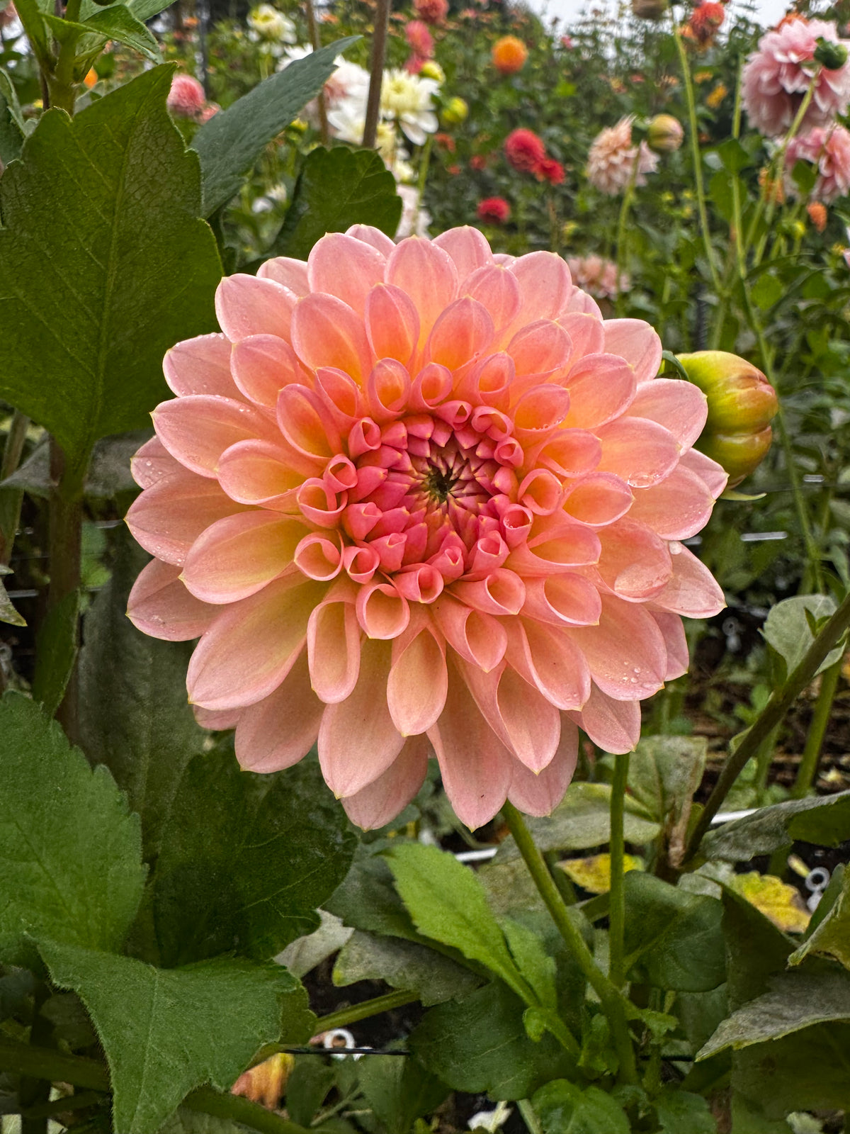 Barbarry Dominion dahlia tuber