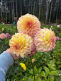 Alpen Sundown dahlia tuber