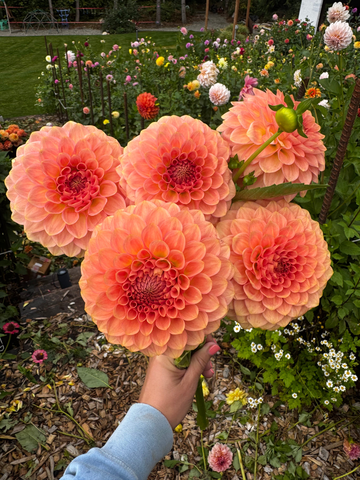 20th Ave Softer Peach Dahlia Tuber