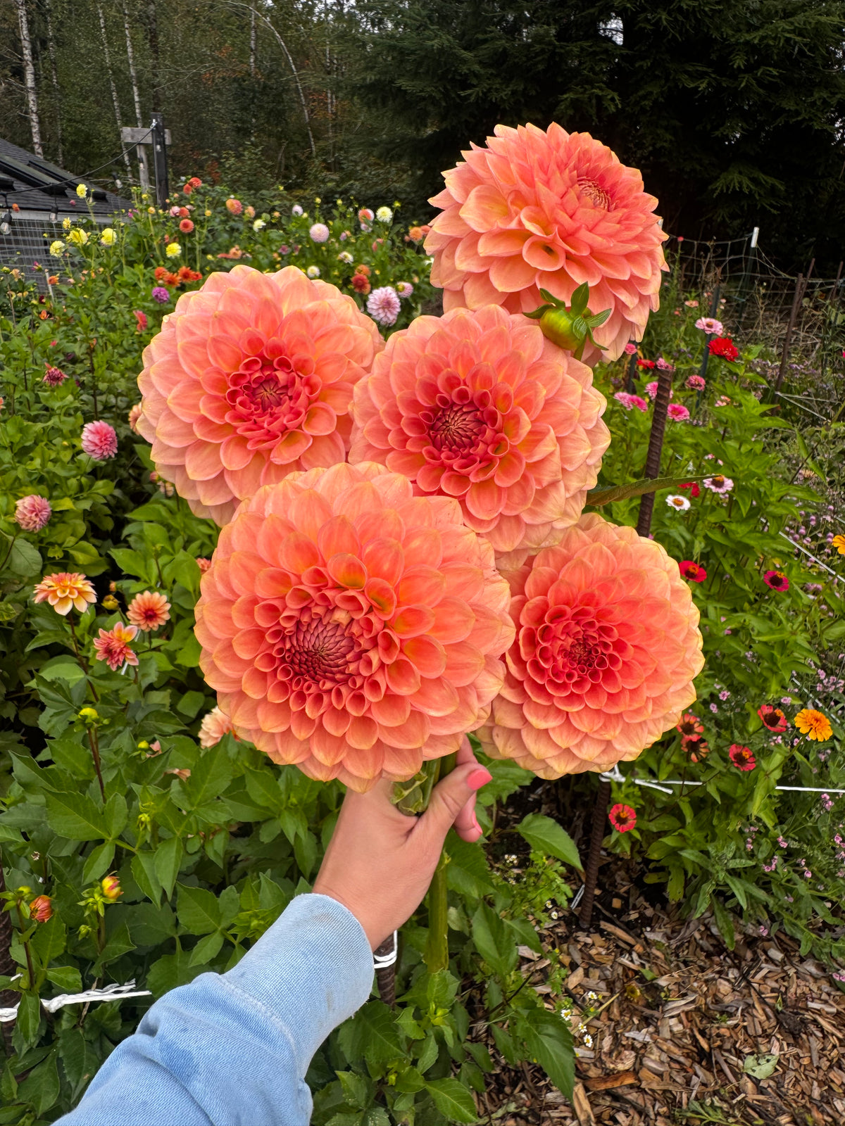 20th Ave Softer Peach Dahlia Tuber
