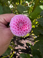 Betty Anne dahlia tuber