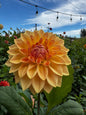 Bloomquist Alan Dahlia Tuber