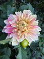 AC Chelan dahlia tuber