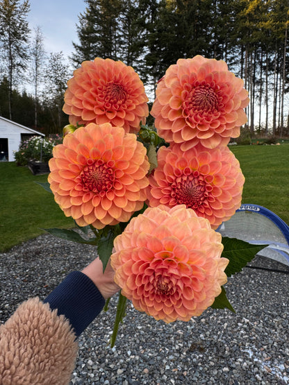 20th Ave Softer Peach Dahlia Tuber