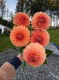 20th Ave Softer Peach Dahlia Tuber