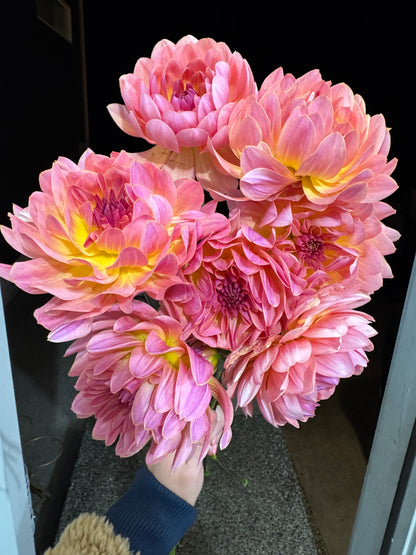 Annie Banannie dahlia tuber