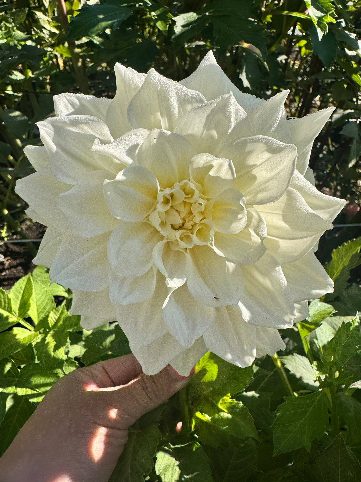 Alabaster Dahlia Tuber