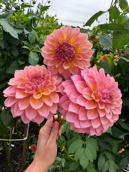 Bloomquist Dave dahlia tuber