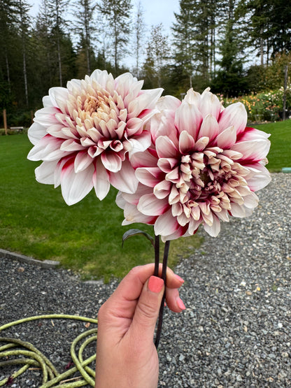 AC Hwy 61 Dahlia Tuber
