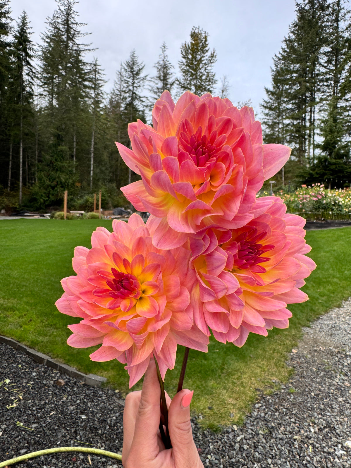 Annie Banannie dahlia tuber