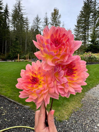 Annie Banannie dahlia tuber