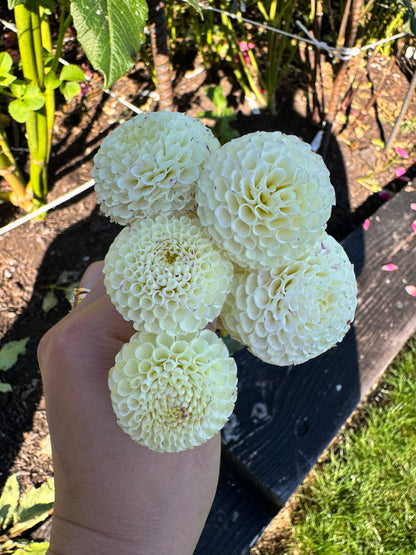 Bowen Dahlia Tuber