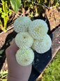 Bowen Dahlia Tuber