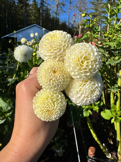 Bowen Dahlia Tuber