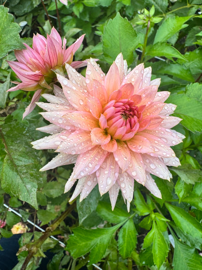 Anne Hyde dahlia tuber