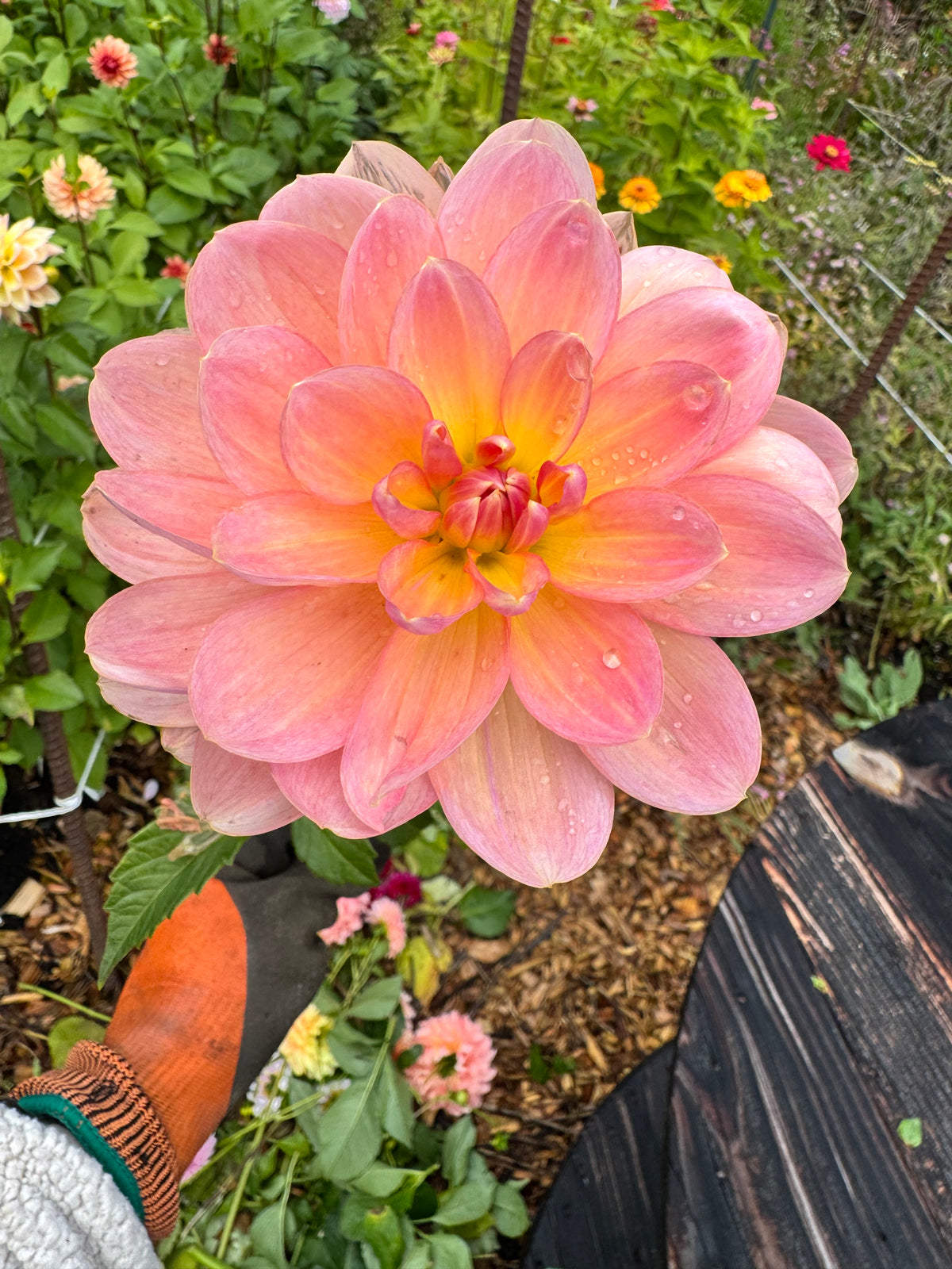 Wildwood Marie Dahlia Tuber