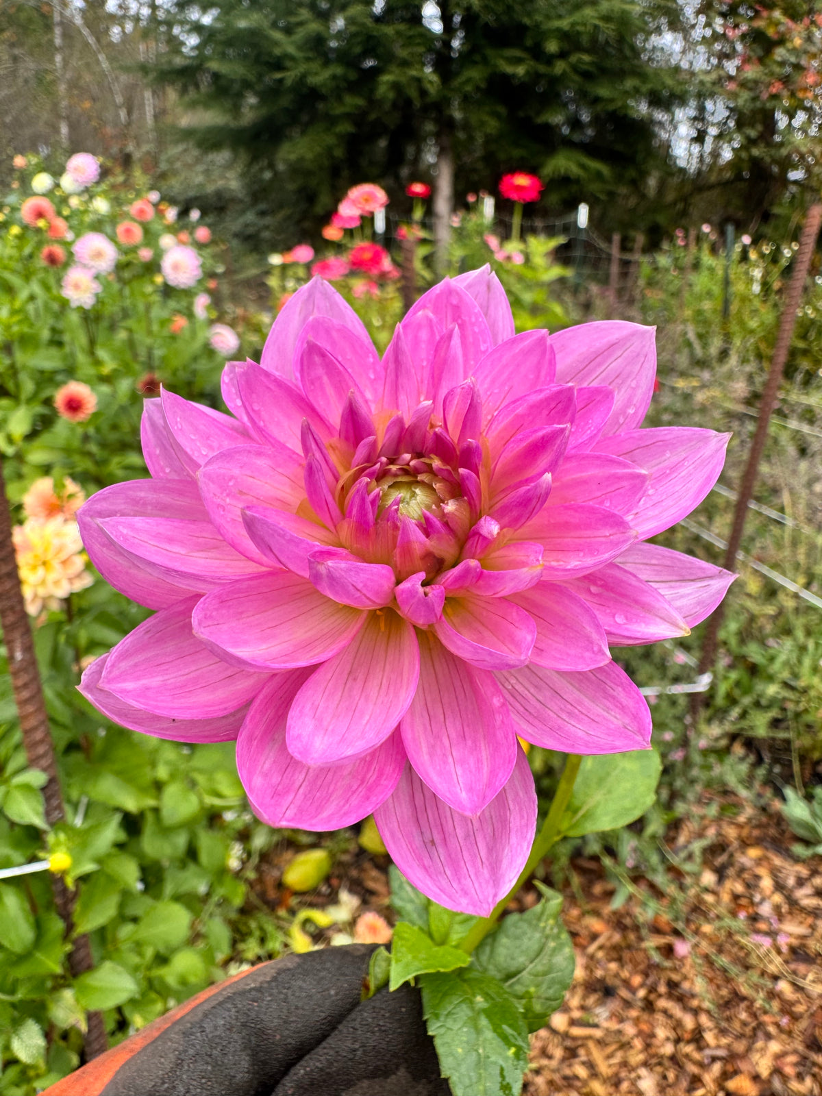 Bowser Ann B dahlia tuber