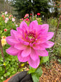 Bowser Ann B dahlia tuber