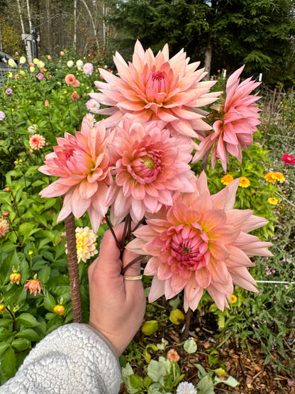 Anne Hyde dahlia tuber