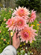 Anne Hyde dahlia tuber