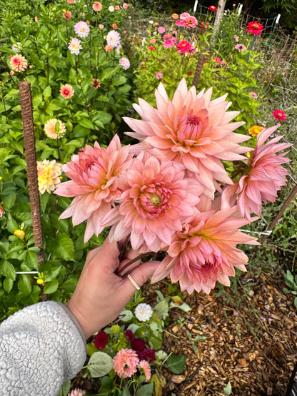 Anne Hyde dahlia tuber