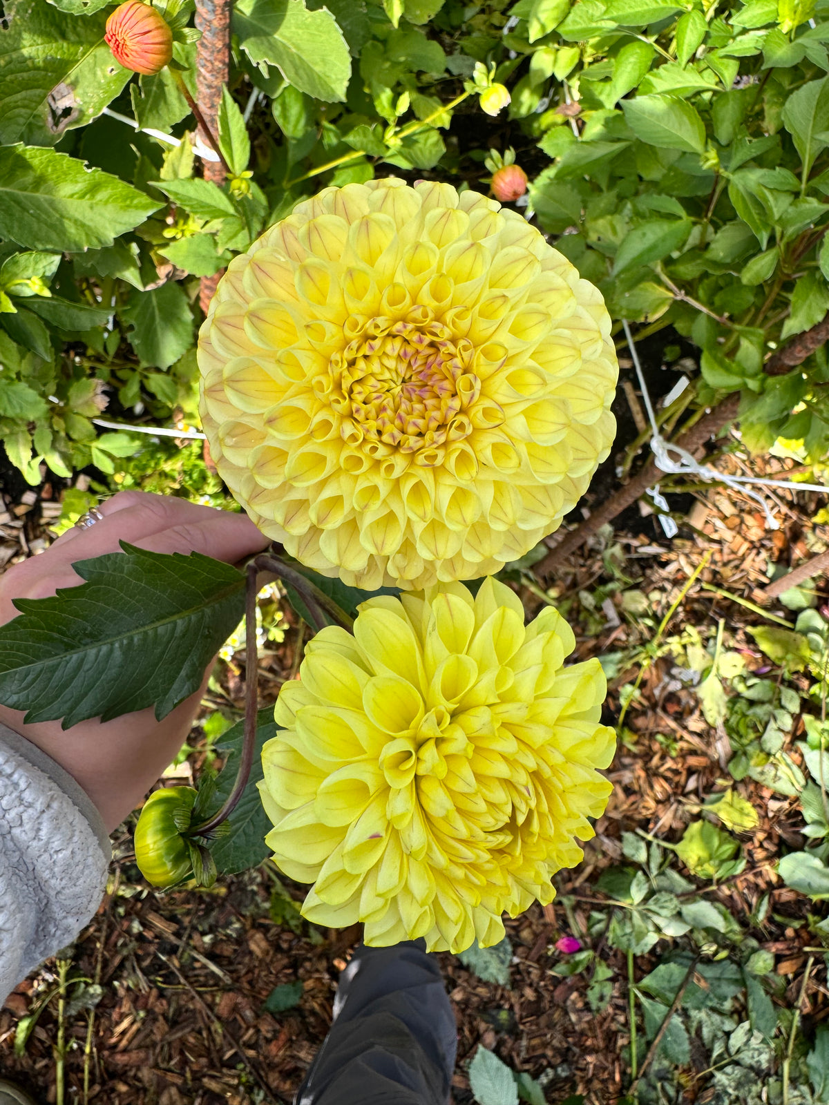 20th Ave Gwen dahlia tuber