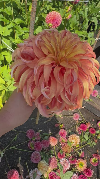 Bloomquist Jean Dahlia Tuber Limit 1