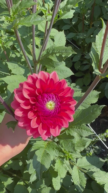 Bowser Tash dahlia tuber