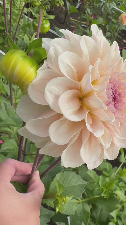 Sweet Nathalie Dahlia Tuber